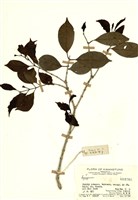 藏品(蒲桃屬)的圖片